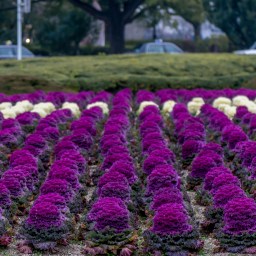 The story of Hiroshima
